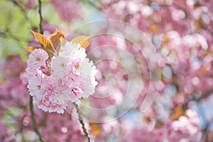 Springtime blossoms