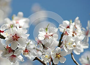 Springtime blossoms