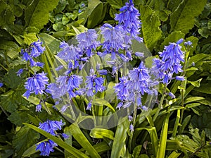 Springtime Blubells