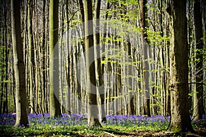 Springtime and bluebells at Hallerbos woods