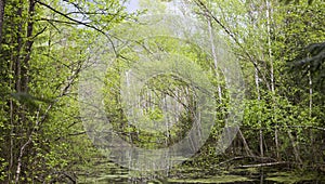 Springtime bog forest