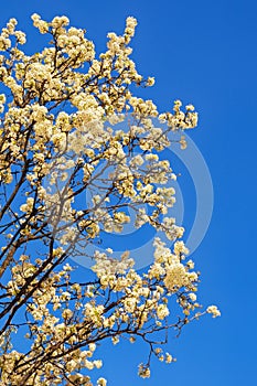 Springtime. Branches of blooming cherry tree with white flowers against sky