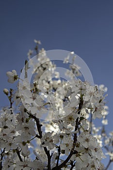 Springtime branches with white flowers of blooming. Blue sky background.