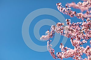 Springtime bright pink flowers with blue sky background. Seasonal sunny nature view, idyllic tranquil calming scene