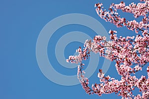 Springtime bright pink flowers with blue sky background. Seasonal sunny nature view, idyllic tranquil calming scene