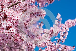 Springtime bright pink flowers with blue sky background. Seasonal sunny nature view, idyllic tranquil calming scene