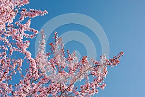 Springtime bright pink flowers with blue sky background. Seasonal sunny nature view, idyllic tranquil calming scene
