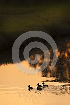 Merganser Ducklings On the Slough at Sunset.