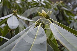 Springtime brings rhododendron buds out