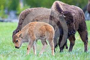 A springtime buffalo calf is being protected and watched after by his mother inside Yellowstone National Park Wyoming