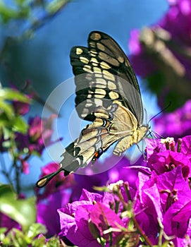 Springtime Butterfly