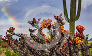 Springtime Cactus Blooming With Rainbow in the Background