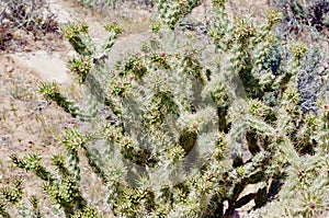 Springtime Cactus Blooms, Red Rock Conservation Area, Nevada