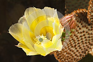 Springtime Cactus Blossoms