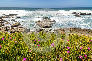 Springtime in California on the coast of Big Sur, flowers in full bloom
