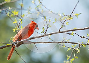 Springtime Cardinal photo