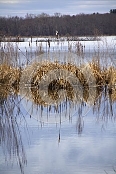 Springtime cattails and reflections in the marsh, Great Meadows, Massachusetts.