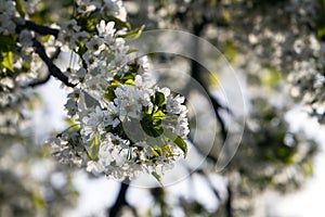 Springtime Cherry Blossom