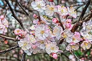 Springtime cherry blossom