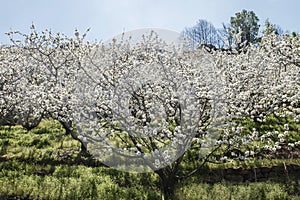 Springtime cherry blossoms