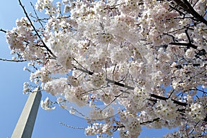 Springtime cherry-blossoms in Washington DC