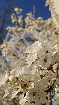 Springtime cherry tree blossom - white flowers in full bloom