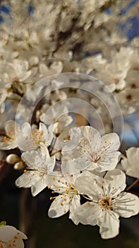 Springtime cherry tree blossom - white flowers in full bloom