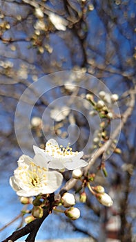 Springtime cherry tree blossom - white flowers in full bloom