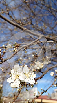 Springtime cherry tree blossom - white flowers in full bloom