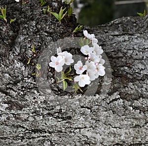 Springtime cherry tree trunk close-up