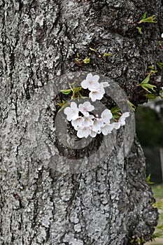 Springtime cherry tree trunk close-up