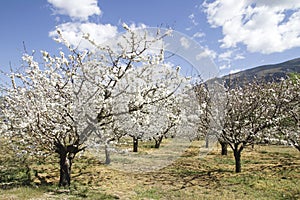 Springtime cherry trees cultivars in Valle del Jerte photo