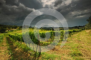 Springtime in Chianti. Beautiful vineyards with cloudy sky in Tuscany. Italy