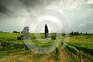 Springtime in Chianti. Beautiful vineyards with cloudy sky in Tuscany. Italy