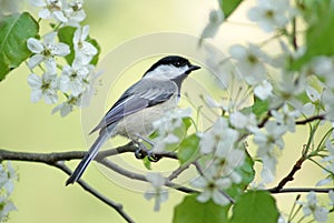 Primavera pájaro americano 