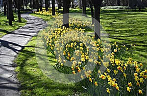 Springtime in Christchurch, New Zealand - Daffodils