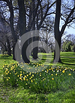 Springtime in Christchurch, New Zealand - Daffodils