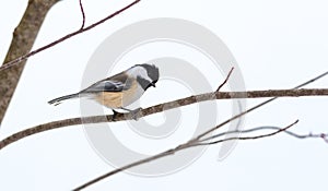 Springtime comes, Black cap chickadee, Poecile atricapillus, on a branch on a very early, grey spring day.