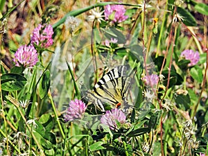 Springtime is coming, butterfly are returning