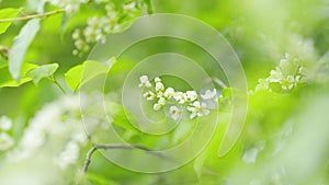 Springtime concept. Blossoming bird cherry branch. Flowering plant in the rose family rosaceae. Slow motion. photo