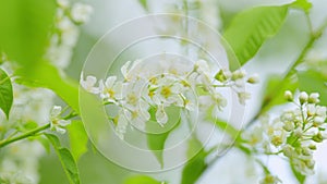 Springtime concept. Blossoming bird cherry branch. Flowering plant in the rose family rosaceae. Slow motion. photo