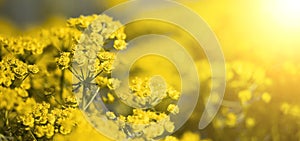 Springtime concept - yellow flowers