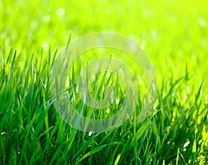 Springtime corn field closeup