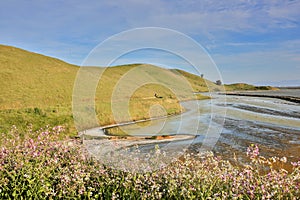 Springtime at Coyote Hills Regional Park, San Francisco East Bay, California, USA