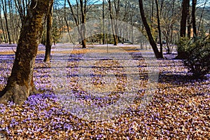 Springtime. Crocus flowers among dry autumn leaves. Sunny spring day in park. Montenegro, Cetinje