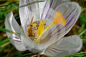 Springtime - Crocus with tiny visitor FrÃ¼hling - Krokus mit Besucher
