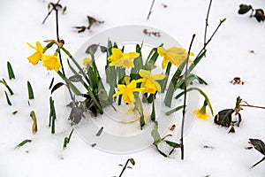 Springtime Daffodils in the Snow