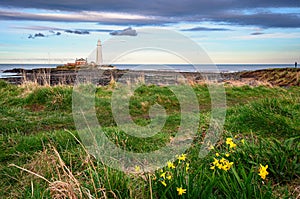 Springtime Daffodils at St Mary\'s Lighthouse