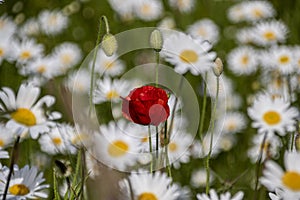 Springtime daisies and poppy in wildflower meadow in Dorset.