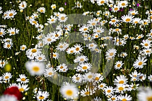 Springtime daisies in wildflower meadow in Dorset.